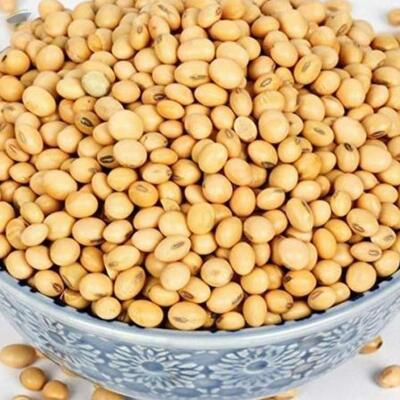 Non Gmo Soybeans/soybeans Exporters, Wholesaler & Manufacturer | Globaltradeplaza.com