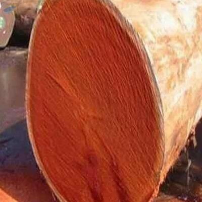 Padauk Wood Log Timber Exporters, Wholesaler & Manufacturer | Globaltradeplaza.com