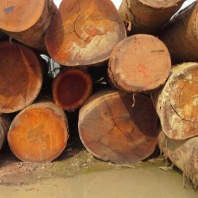 Sapelli Wood Timber Logs Exporters, Wholesaler & Manufacturer | Globaltradeplaza.com