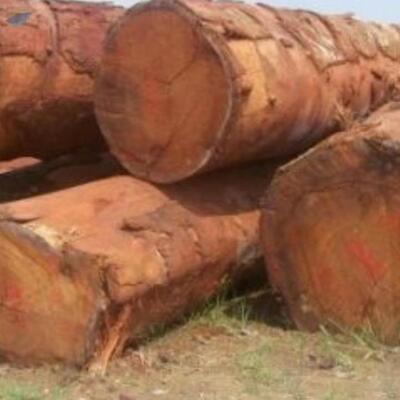 Doussie Wood Logs Timber Supplier Cameroon Exporters, Wholesaler & Manufacturer | Globaltradeplaza.com