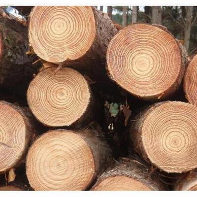 Pine Wood Timber,  Pine Wood Logs Exporters, Wholesaler & Manufacturer | Globaltradeplaza.com
