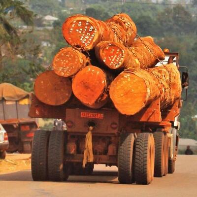Cameroon Hard Wood Timber Logs Exporters, Wholesaler & Manufacturer | Globaltradeplaza.com