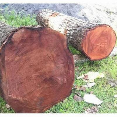 Mahogany Wood Logs In Cameroon Exporters, Wholesaler & Manufacturer | Globaltradeplaza.com