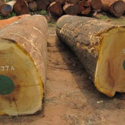 Iroko Wood Timber  Supplier In Douala, Cameroon Exporters, Wholesaler & Manufacturer | Globaltradeplaza.com