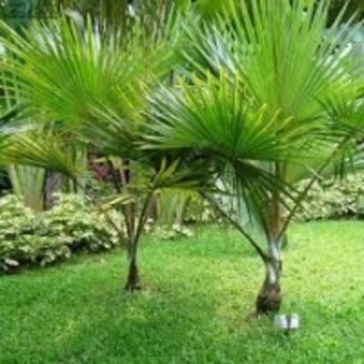 resources of Saw Palmetto Oil exporters