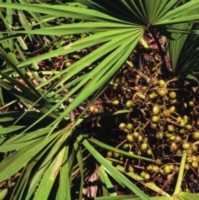 resources of Saw Palmetto Oil exporters