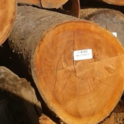 resources of Tropical Round Logs exporters