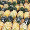 Pineapple Golden Md2 Exporters, Wholesaler & Manufacturer | Globaltradeplaza.com