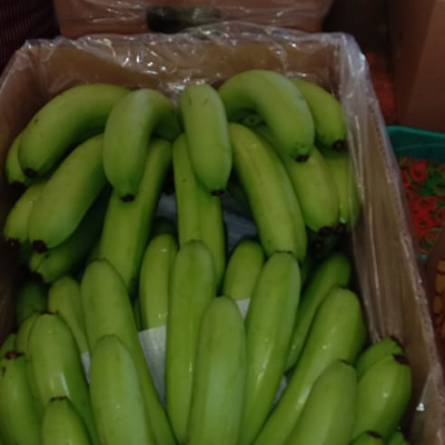 resources of CAVENDISH BANANA G9 exporters