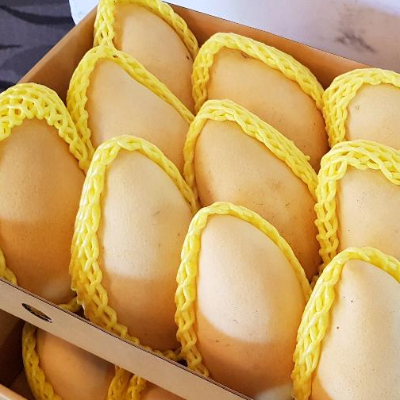 resources of Nam Dok Mai Si Thong (Golden) Mango exporters