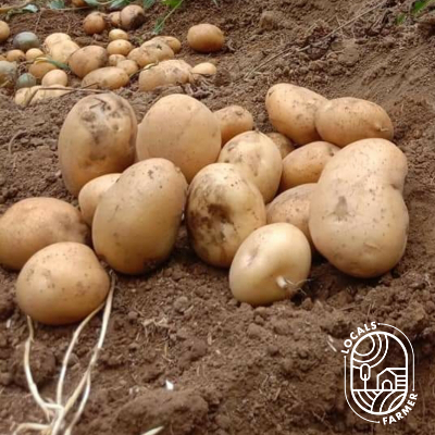 resources of Granola Potatoes exporters