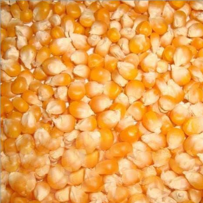 resources of Yellow Corn Maize exporters