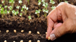 How to start agriculture seeds export business?