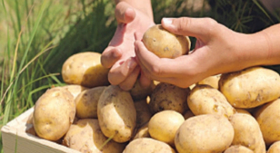 Exports of potatoes were hampered by paperwork