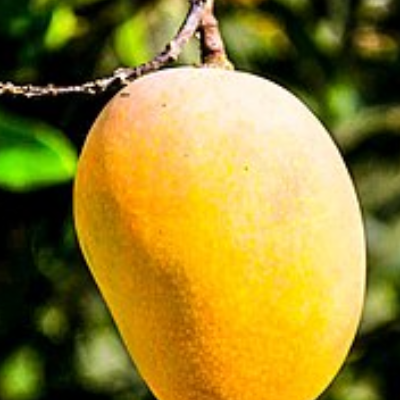 resources of Mangos exporters