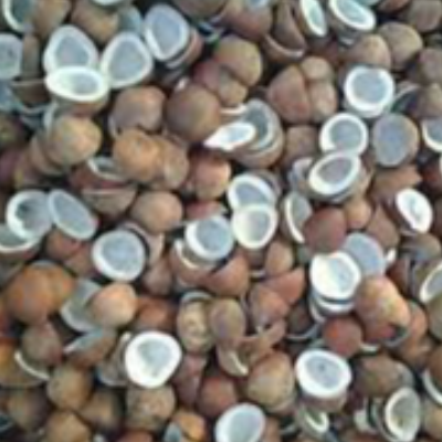 resources of DRY COCONUT TWO HALVES exporters