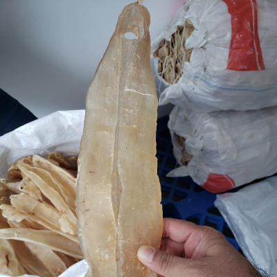 resources of Yellow Croaker Fish Maw exporters