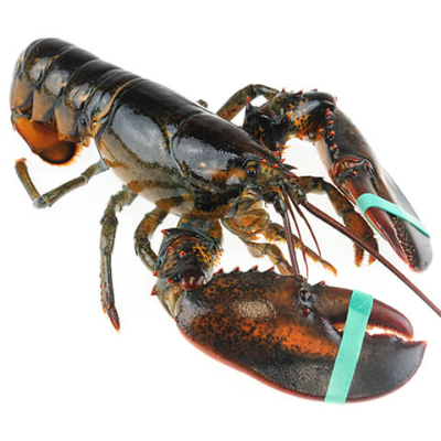 Maine Lobster Exporters, Wholesaler & Manufacturer | Globaltradeplaza.com