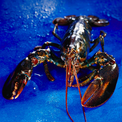 Canadian Lobster Exporters, Wholesaler & Manufacturer | Globaltradeplaza.com
