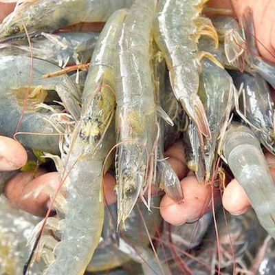 Vannamei Shrimp Exporters, Wholesaler & Manufacturer | Globaltradeplaza.com