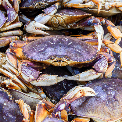 Dungeness crab Exporters, Wholesaler & Manufacturer | Globaltradeplaza.com