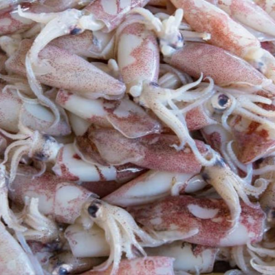 resources of Frozen Squids exporters