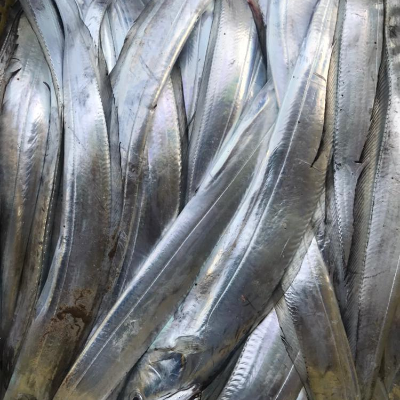 resources of Ribbonfish exporters
