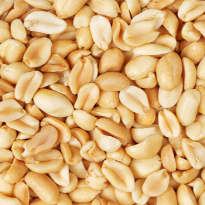 resources of Groundnut Seeds exporters