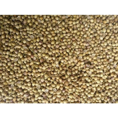 resources of Organic Coriander Whole Seeds exporters