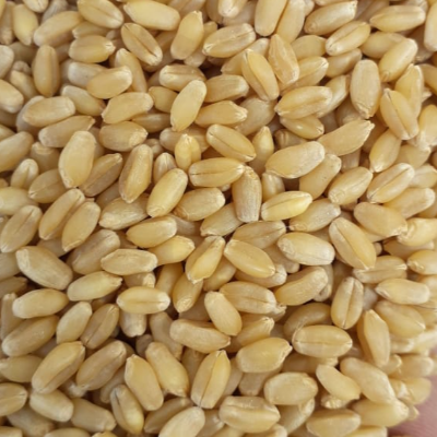 resources of Wheat Grain exporters