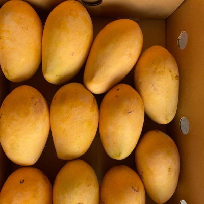 resources of Fresh Mangoes exporters