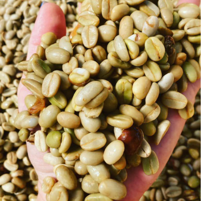 resources of Green and Roasted Coffee Beans Hawaii-USA exporters