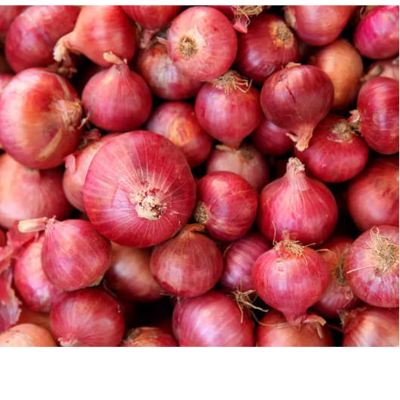 resources of Onion exporters