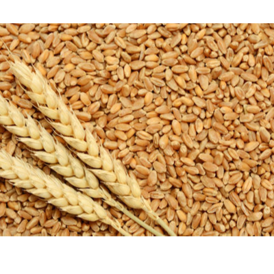 resources of WHEAT exporters