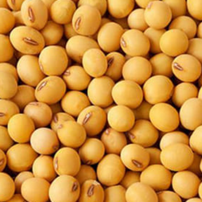 resources of Soybean (GMO and Non GMO) exporters