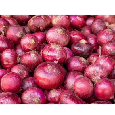 resources of ONION exporters