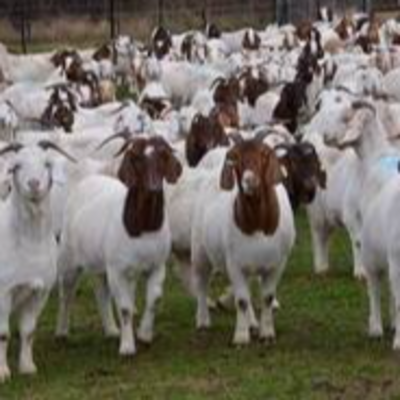 Boer Goats, live sheep &amp; Live Goats, Dorpers, Kalahari Reds, Saanen, Merinos &amp; cattle, Sheep &amp; beef slaughter and fattening bulls Exporters, Wholesaler & Manufacturer | Globaltradeplaza.com