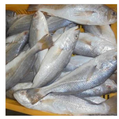 CROAKER FISH Exporters, Wholesaler & Manufacturer | Globaltradeplaza.com