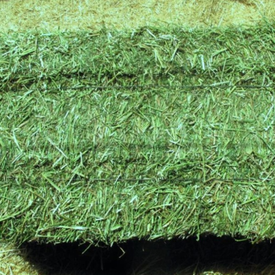 resources of Alfalfa hay exporters