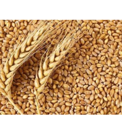 resources of WHEAT GRAINS exporters