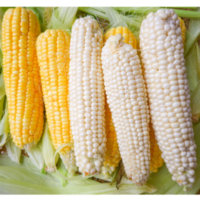 resources of YELLOW AND WHITE CORN exporters