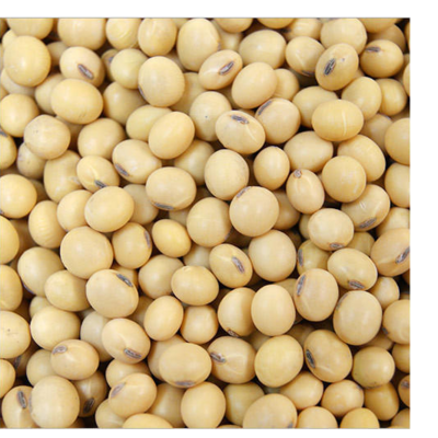 resources of SOYABEAN SEEDS exporters