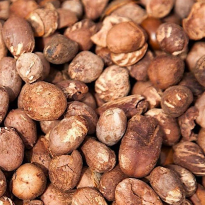 Shea Nuts Exporters, Wholesaler & Manufacturer | Globaltradeplaza.com