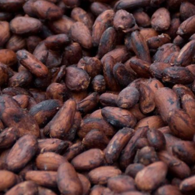 Cocoa Beans Exporters, Wholesaler & Manufacturer | Globaltradeplaza.com