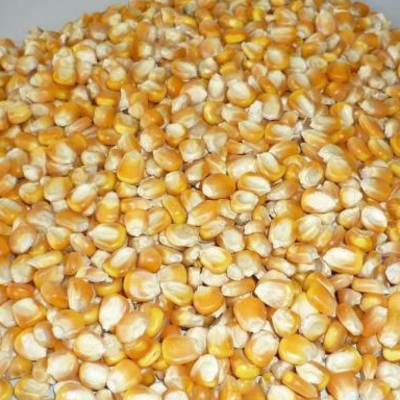 resources of Non gmo and gmo corn/maize for sale exporters