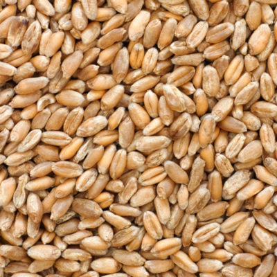 resources of wheat grains exporters