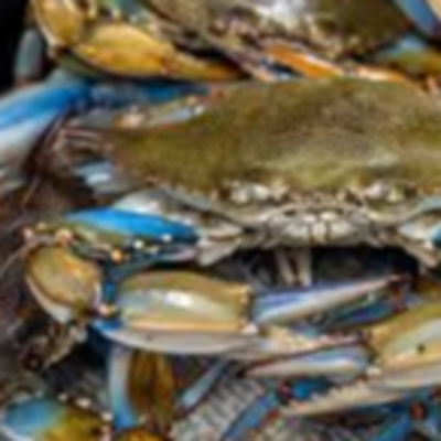 resources of Live Crab exporters