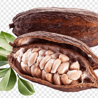 Cocoa Exporters, Wholesaler & Manufacturer | Globaltradeplaza.com