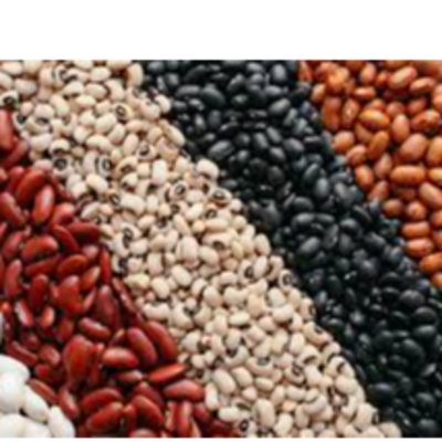 kidney bean Exporters, Wholesaler & Manufacturer | Globaltradeplaza.com