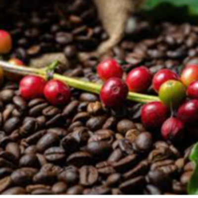 Coffe Arabica And Robusta Exporters, Wholesaler & Manufacturer | Globaltradeplaza.com